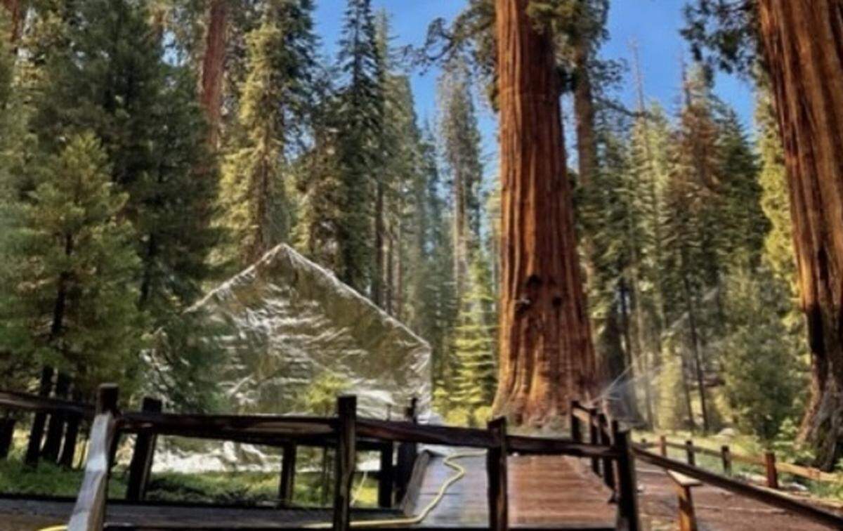 NPS photo from Mariposa Grove showing the Galen Clark Cabin covered with structure protection wrap and a temporary sprinkler system in place.