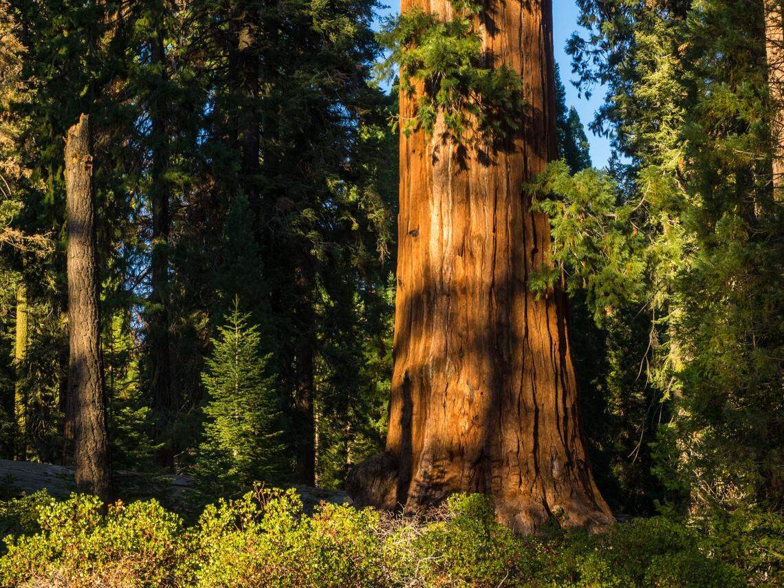 A sequoia tree in Sequoia-Kings Canyon National Park.