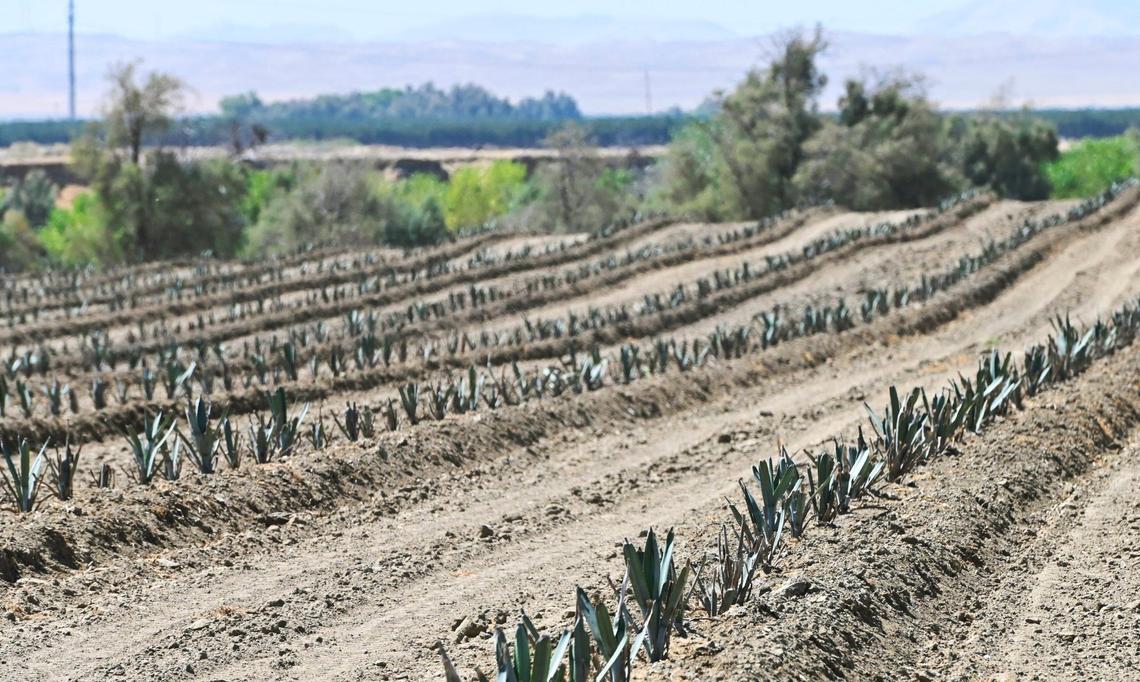 Rows of agave, planted by Woolf Farming along Interstate 5, will showcase the new crop to travelers along the interstate. Photographed Monday, Aug. 12, 2024 near Huron.