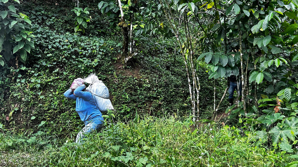 Jornaleros migrantes bajan un 80% en la frontera sur de México ante el crimen y la sequía