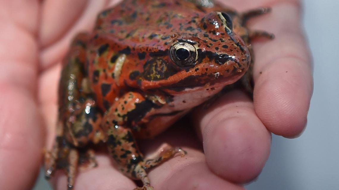 Threatened California frog, made famous by author Mark Twain, returns to Yosemite Valley