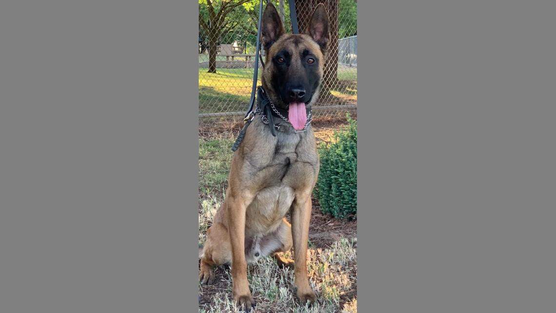 Odin, a 4-year-old Belgian Malinois, worked for the Fresno Police Department for about three years before he became unexpectedly aggressive to officers, police said Tuesday, Jan. 4, 2022.