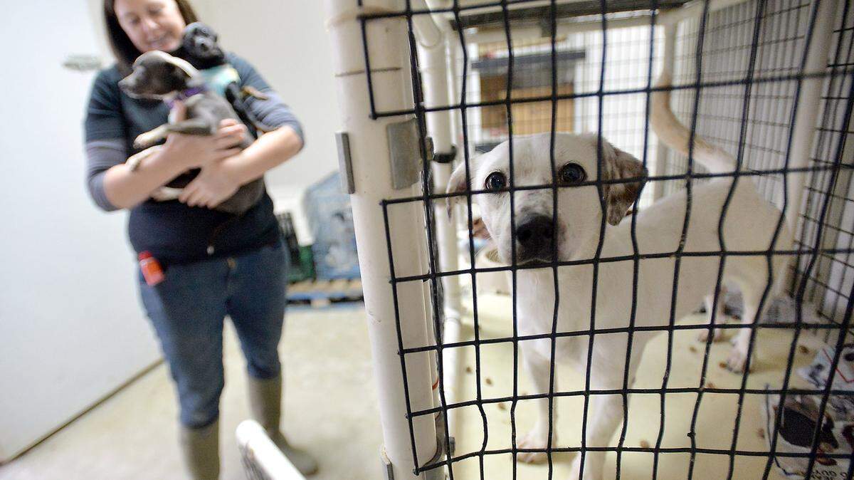 A dog named Lemon peers out of a crate at the Friends of Orange Cove Animal Shelter in 2016.