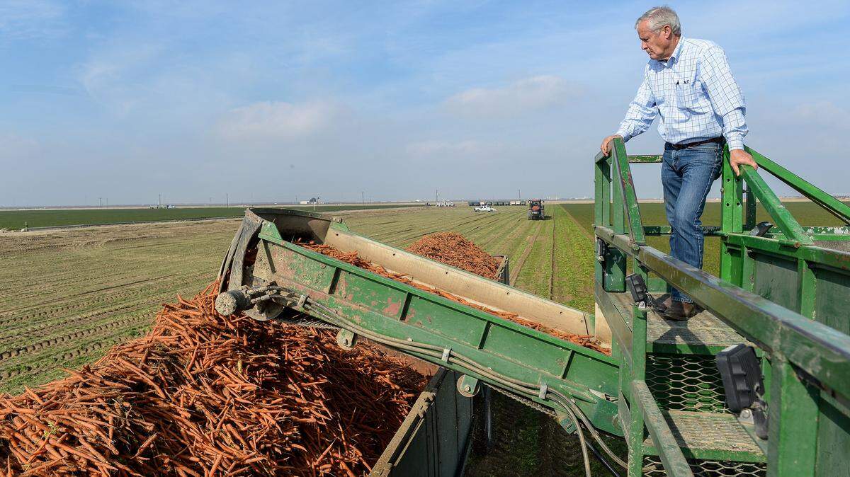 Don Cameron of Terranova Ranch watches winter carrots being harvested on his farm in Helm in January. The carrots Cameron grows become baby carrots sent to Grimmway Farms in Bakersfield. Terranova farms about 400 acres of winter carrots.