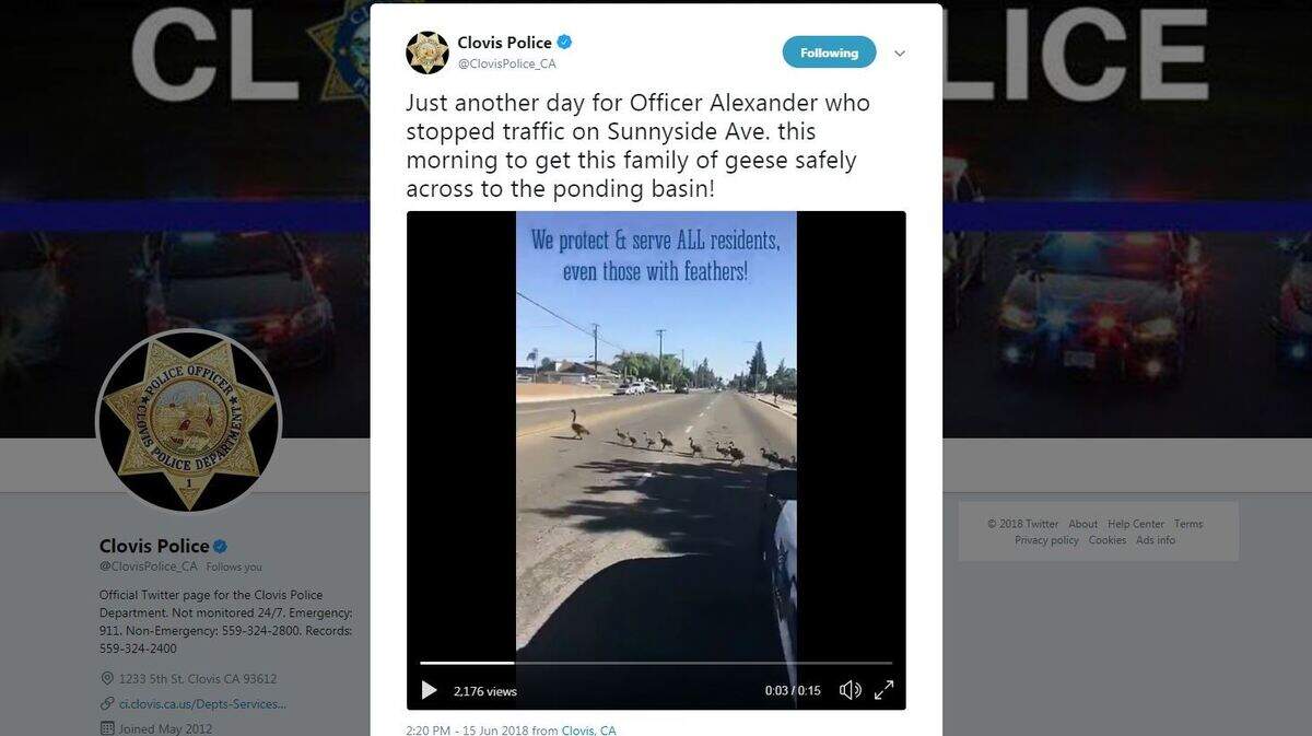Clovis police shared a video online that showed a family of geese slowly crossing the road. The video quickly went viral.