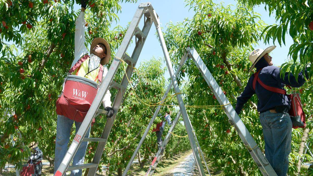 Tree fruit growers face the challenge of having enough workers to harvest their crop. Here, workers pick peaches in an HMC Farms orchard near Selma in 2016. The majority of agricultural workers are Latino.