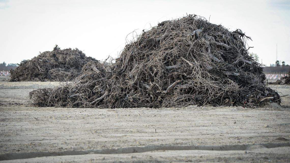 Vineyard piles await burning near the rural Fresno County community of Raisin City on Friday, Feb. 12, 2021.