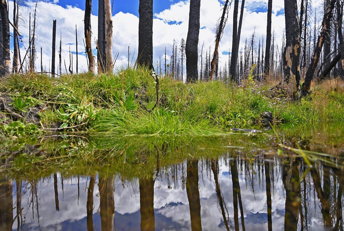 Despite the remaining charred trees, Lower Grouse Meadow is now flourishing as U.S. Forest Service researcher Dr. Karen Pope showcased the effort of meadow restoration work in an area 2020’s Creek Fire swept through. Photograpjhed Wednesday, Aug. 16, 2023.