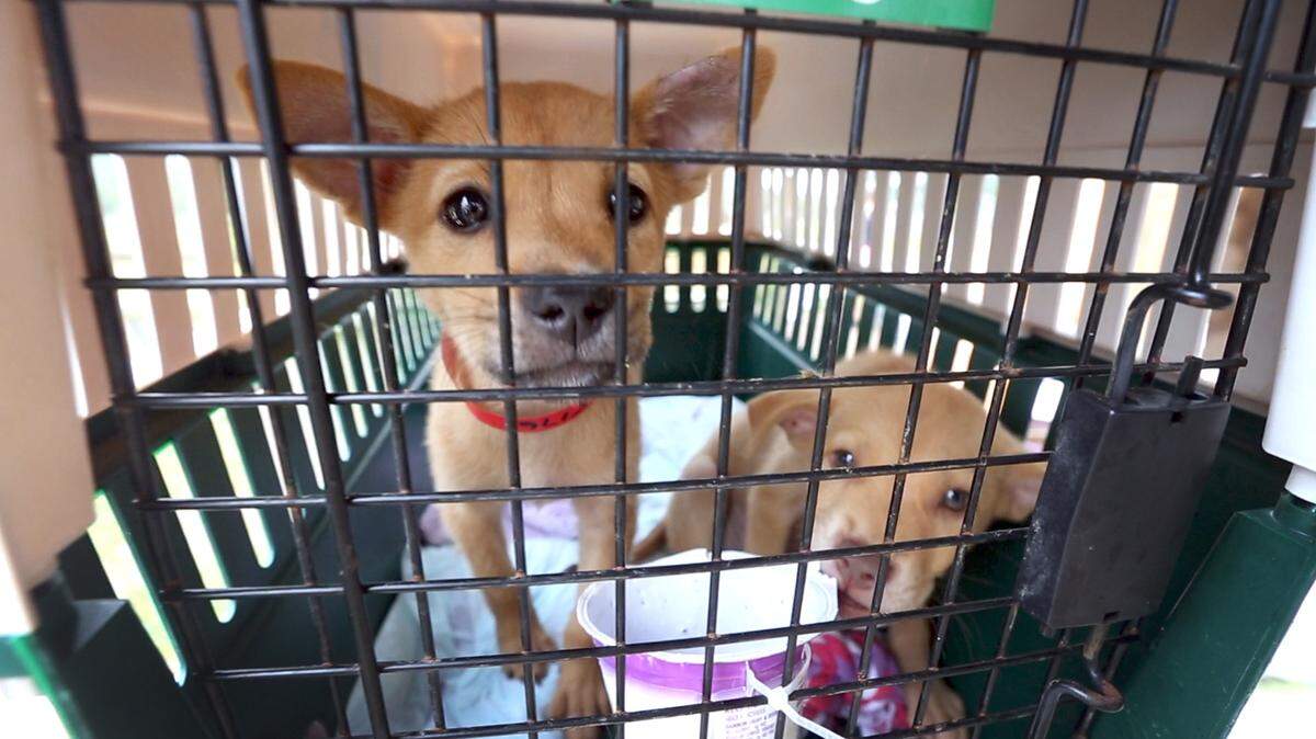 Two puppies look out of a kennel at Calypso Run Farm in Virginia Beach, Va., on Tuesday, Sept. 19, 2017.