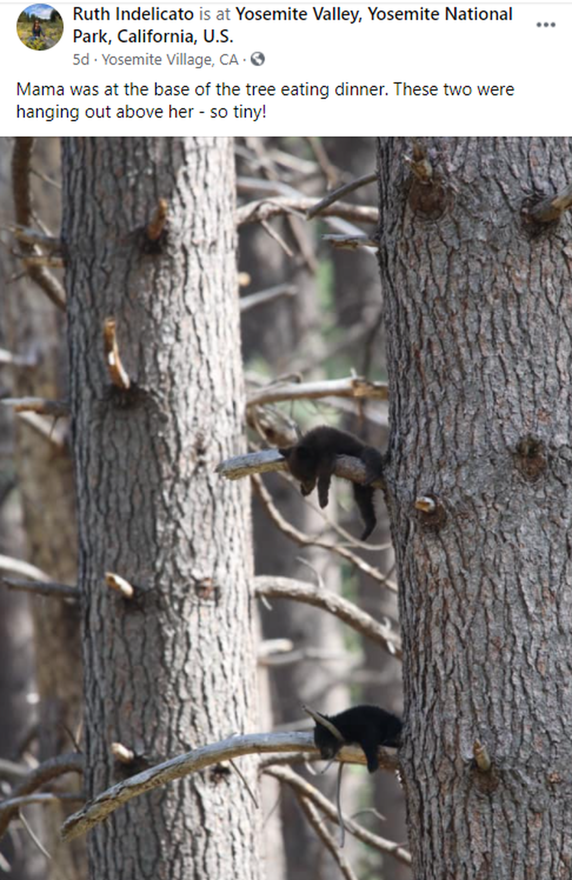 Two black bear cubs slept on the branches of a tree, while their mother stood guard below.