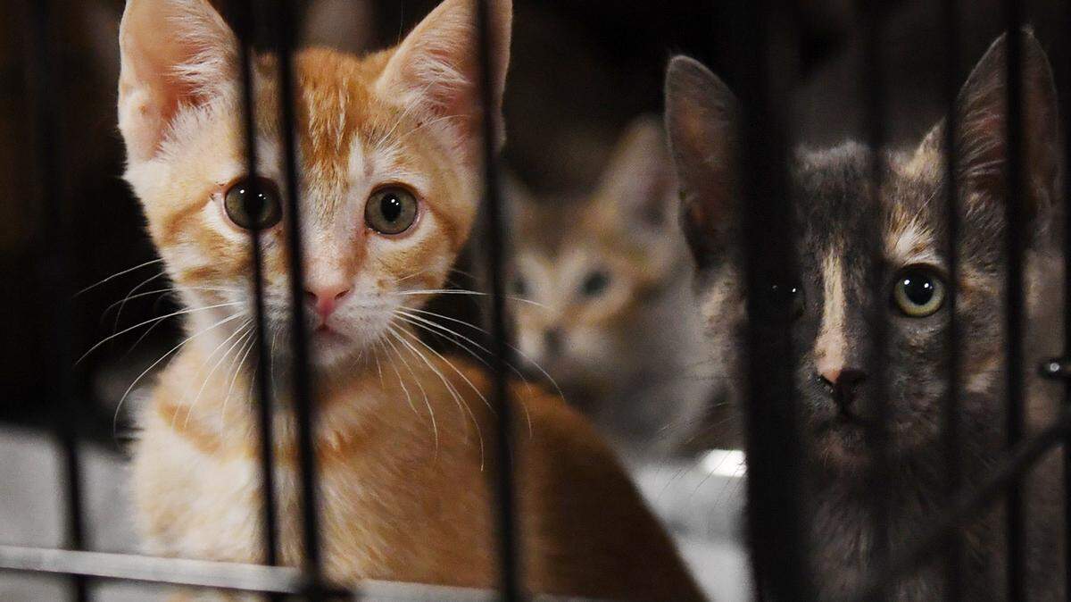 Kittens stare from their cage as owners who have been evacuated from their homes due to the Creek Fire bring their pets for safe keeping to Granite Ridge Intermediate school, adjacent to Clovis North High Tuesday afternoon, Sept. 8, 2020 in Clovis.