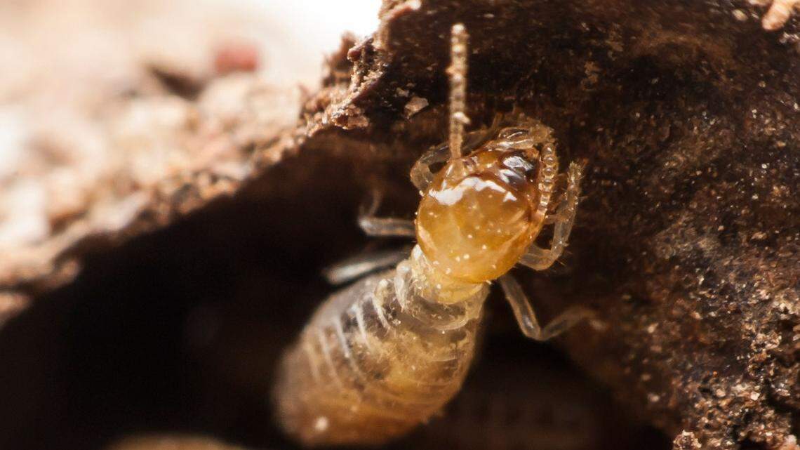 Nasty pests may infest SC homes more than normal in spring 2026. Here’s why, what to expect