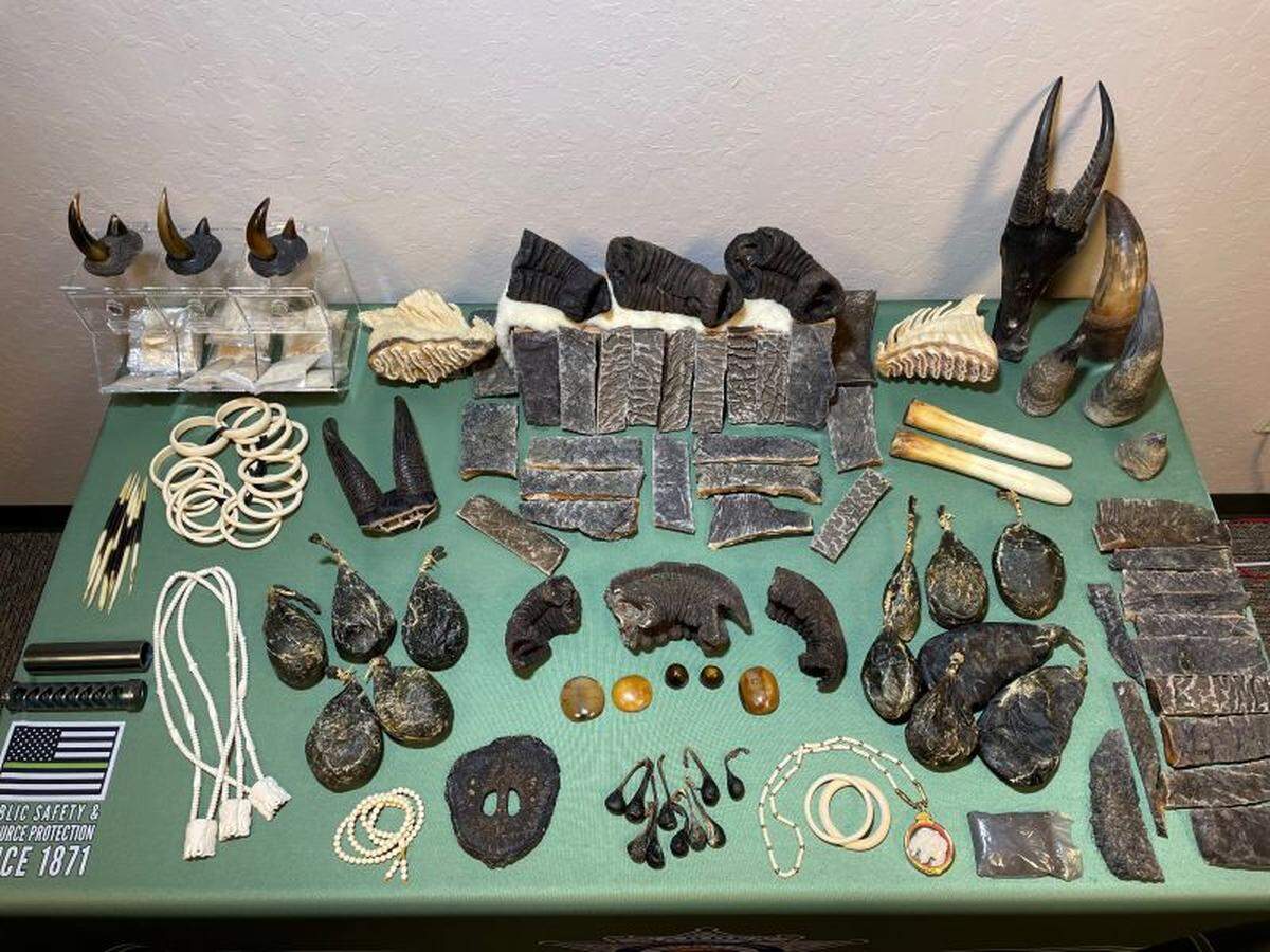 Hundreds of illegal products made from ivory and elephant, and a number of other products from poached animals, including rhino horns, walrus tusks, suspected bear gall bladders, saiga antelope and turtle shells were confiscated earlier this month by officers with the state Department of Fish and Wildlife, according to the law enforcement.