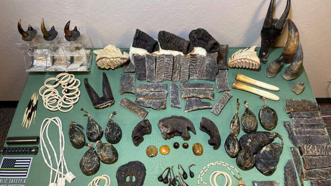 Elephant trunks, rhino horns, other poached parts seized in Fresno, CDFW says
