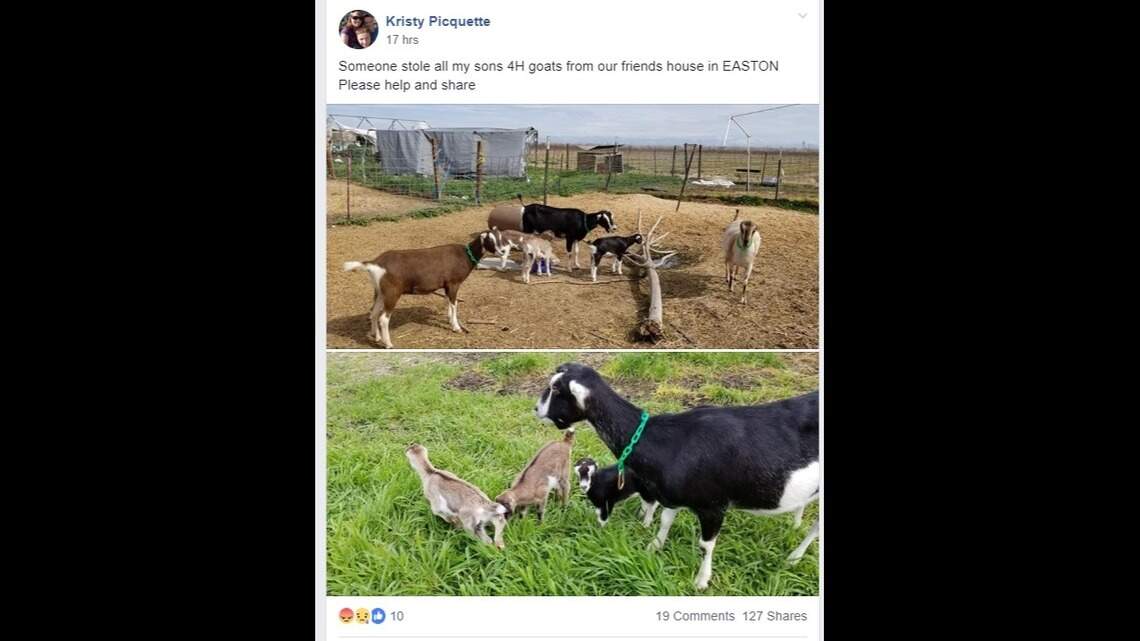 Sheriff’s office: Goats are being stolen in Fresno County, including from 4-H kids
