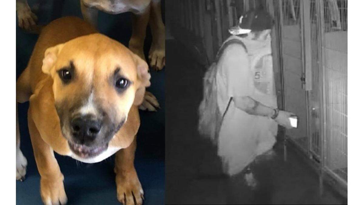 A brown and white puppy was stolen from Fresno Humane Animal Services on Aug. 31, 2018. The thief allegedly cut open the kennel and took the dog.