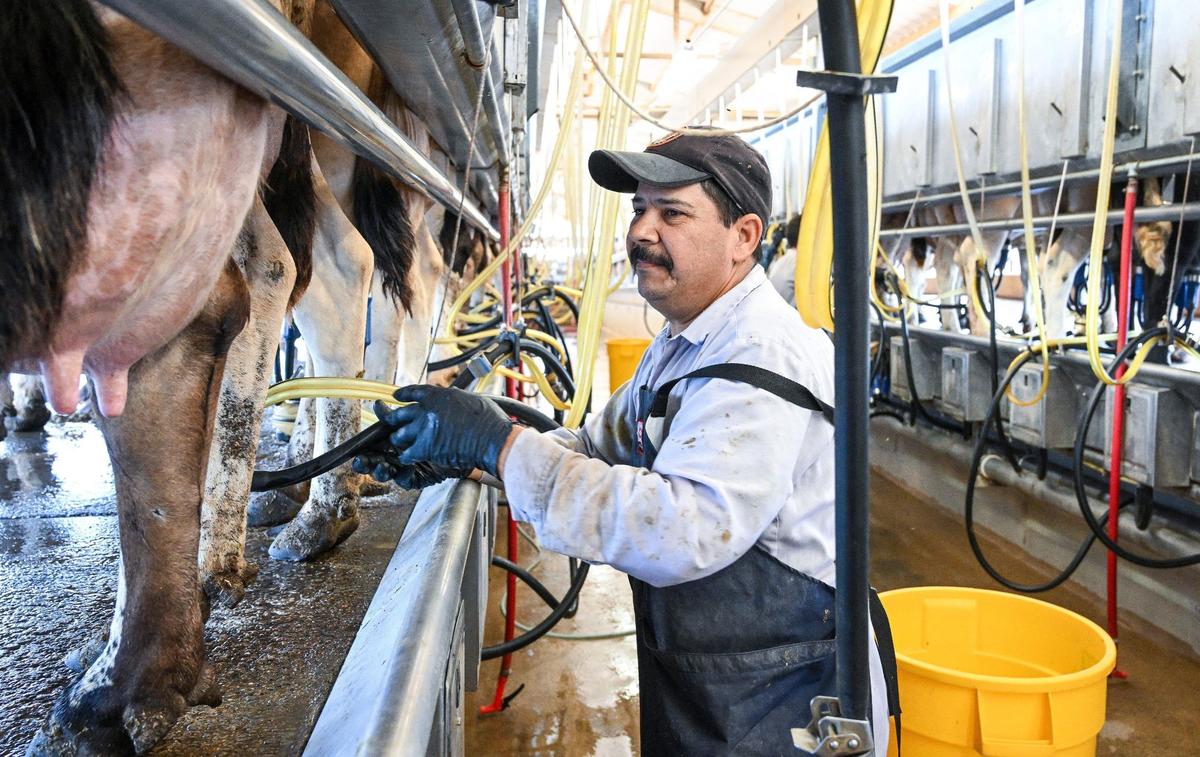 Fernando Hernandez gets cows ready for milking at the Raw Farm USA dairy in Fresno County on Friday, June 14, 2024.