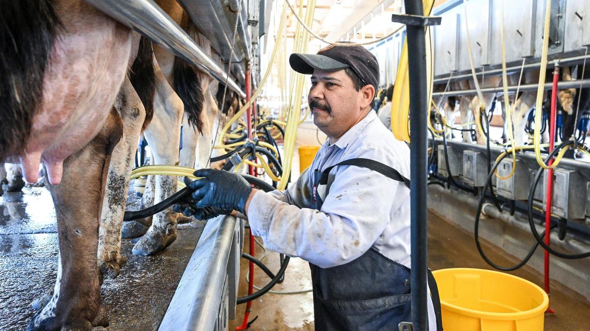Fernando Hernandez gets cows ready for milking at the Raw Farm USA dairy in Fresno County in this photo taken last June.