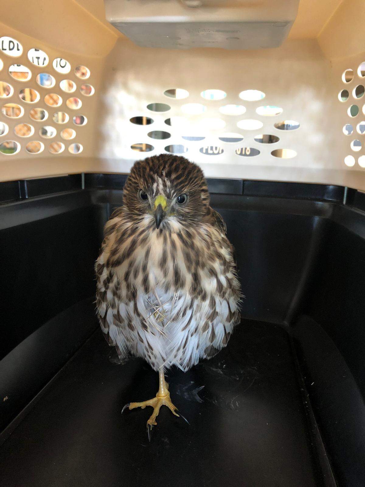 A Cooper's hawk (identified by Fresno Wildlife Rehabilitation Service, which is caring for it) standing on one leg as it's transferred to Fresno Wildlife Rehabilitation Service on Tuesday, June 19, 2018.