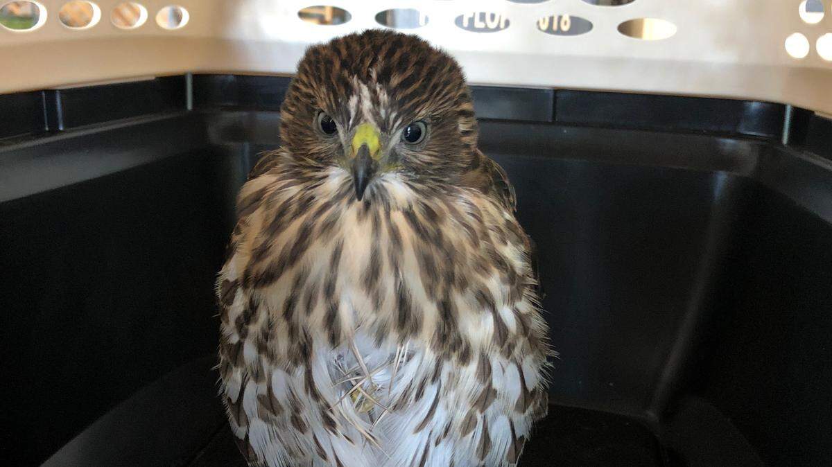 A Cooper’s hawk (identified by Fresno Wildlife Rehabilitation Service, which is caring for it) standing on one leg as it’s transferred to Fresno Wildlife Rehabilitation Service on Tuesday, June 19, 2018.