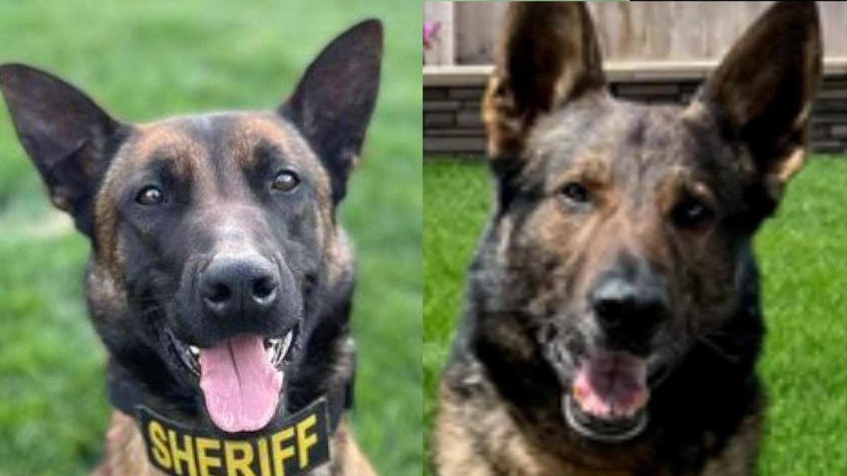 Odin, left, and Kona are two San Joaquin Valley K-9 police dogs that escaped from their respective handler’s home during the Fourth of July holiday in 2023. Odin was found safe, but Kona, who had escaped after being bothered by fireworks, was found dead after being hit by a car.
