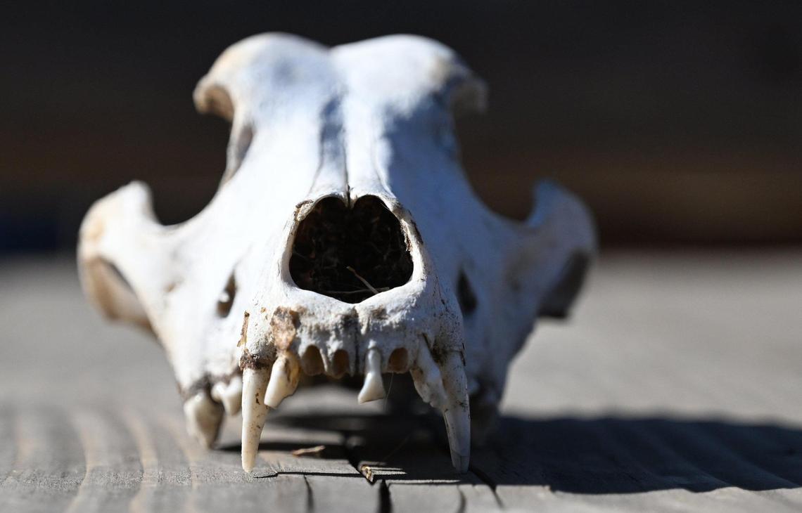 A coyote skull is seen, found near the Coarsegold Rodeo Grounds. New owners Ryan and Melissa Steward have plans for the rodeo ground’s future. Photographed Friday, Nov. 8, 2024 near Coarsegold.