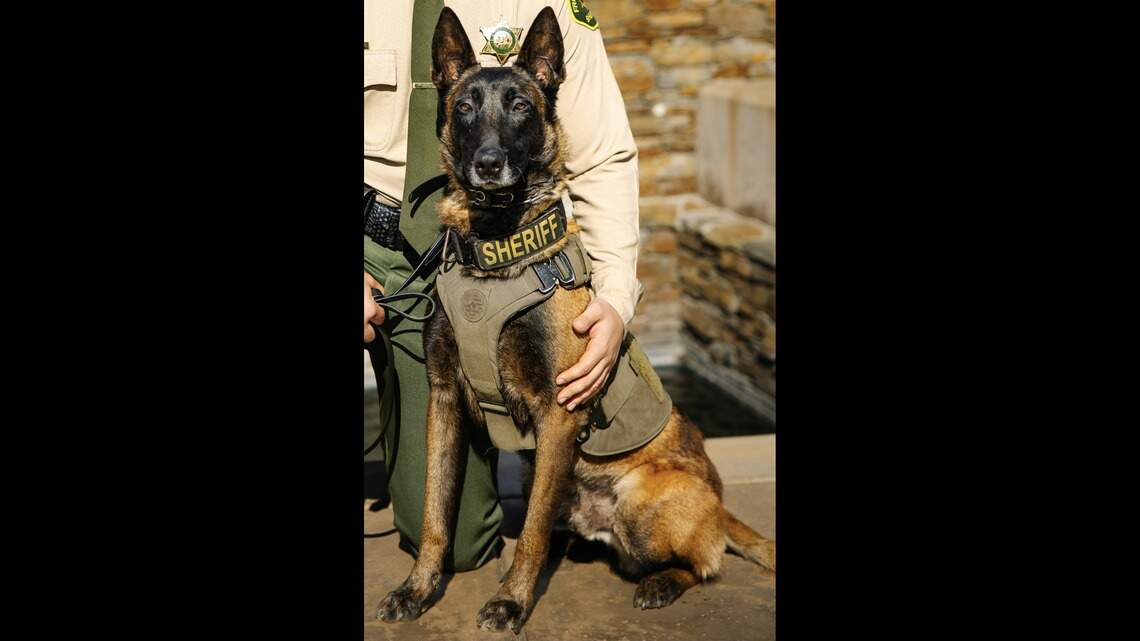 Fresno County Sheriff’s K-9 killed in hit-and-run after fireworks scare, deputies say