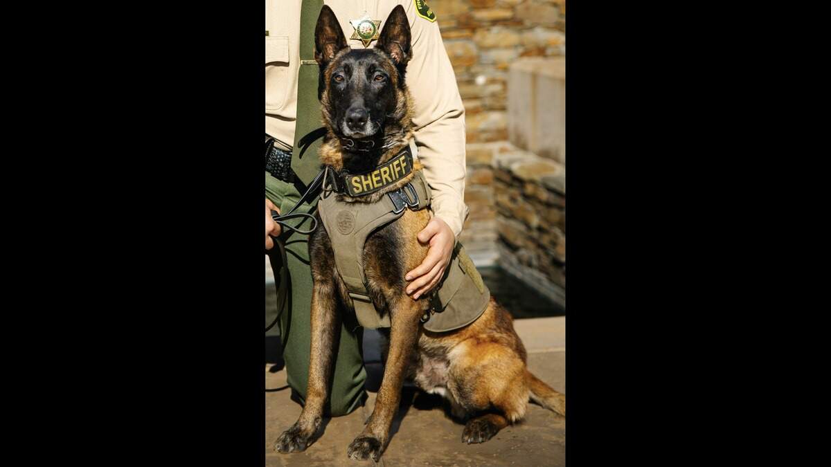K-9 Santi died after being hit by a vehicle in a hit-and-run during a fireworks scare on Saturday, July 4, 2026.
