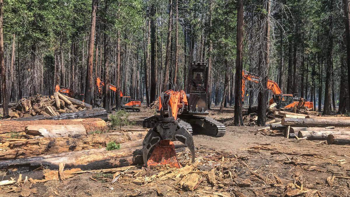 Logging machinery cutting down trees in Yosemite Valley, June 2022.