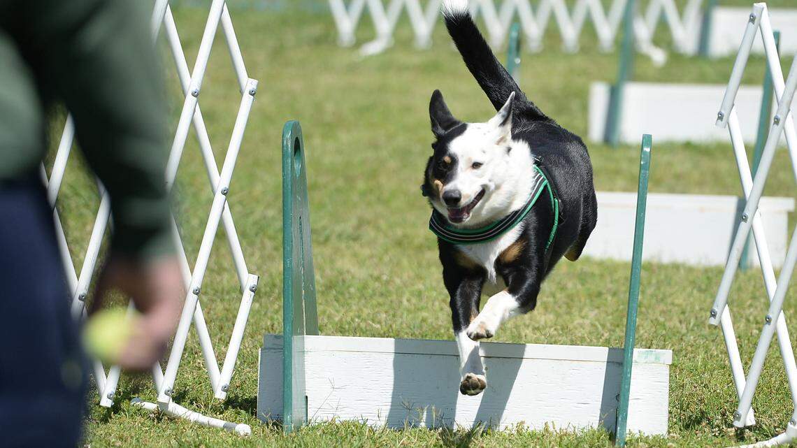 Old Trainer: How to show your dog to jump on command — and have fun while doing it
