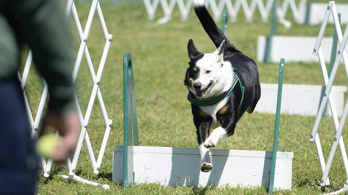 A dog is shown participating in fly-ball at the Bully Walk at Woodward Park.