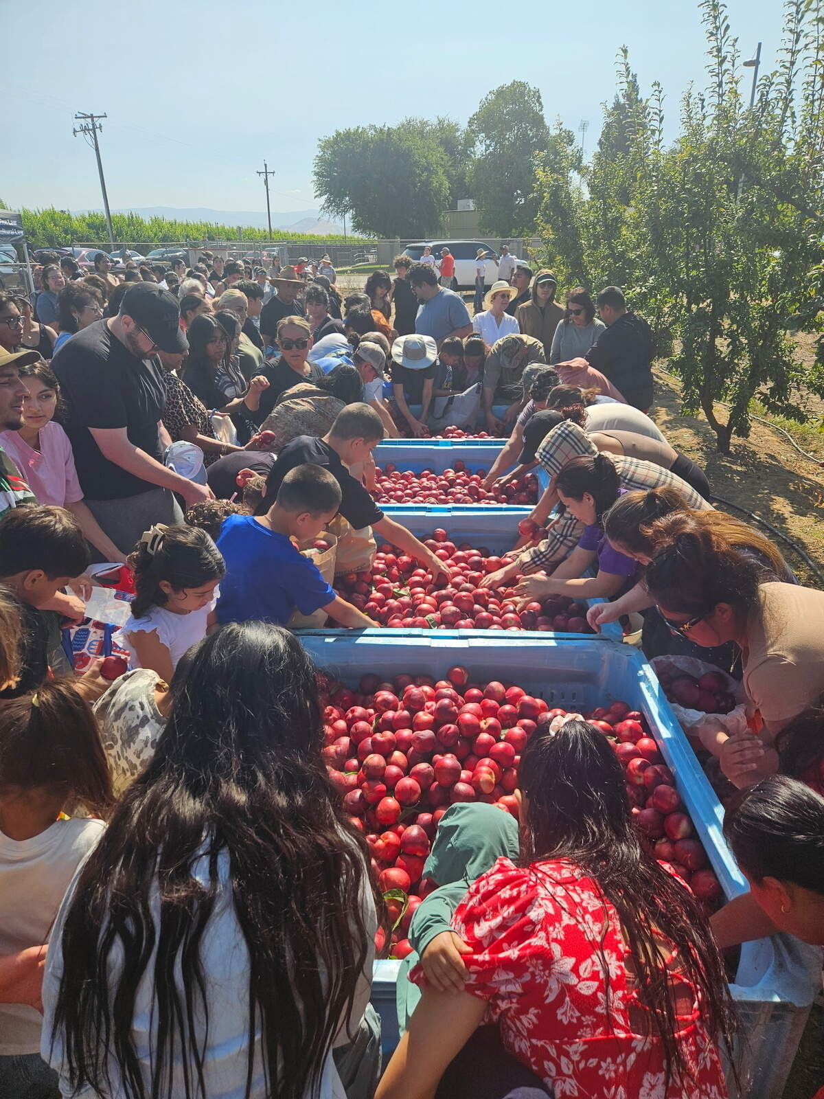 Reedley grower Cesar Mora is giving away nectarines after a contract dispute halted his harvest this season.