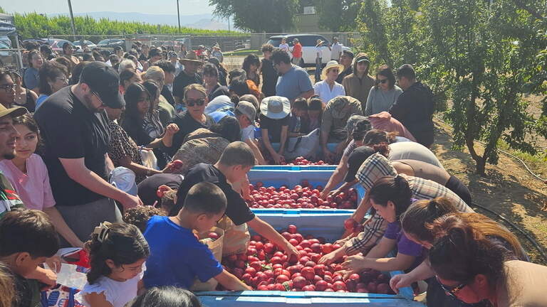 Fresno County farmer giving away his fruit amid legal dispute with produce company