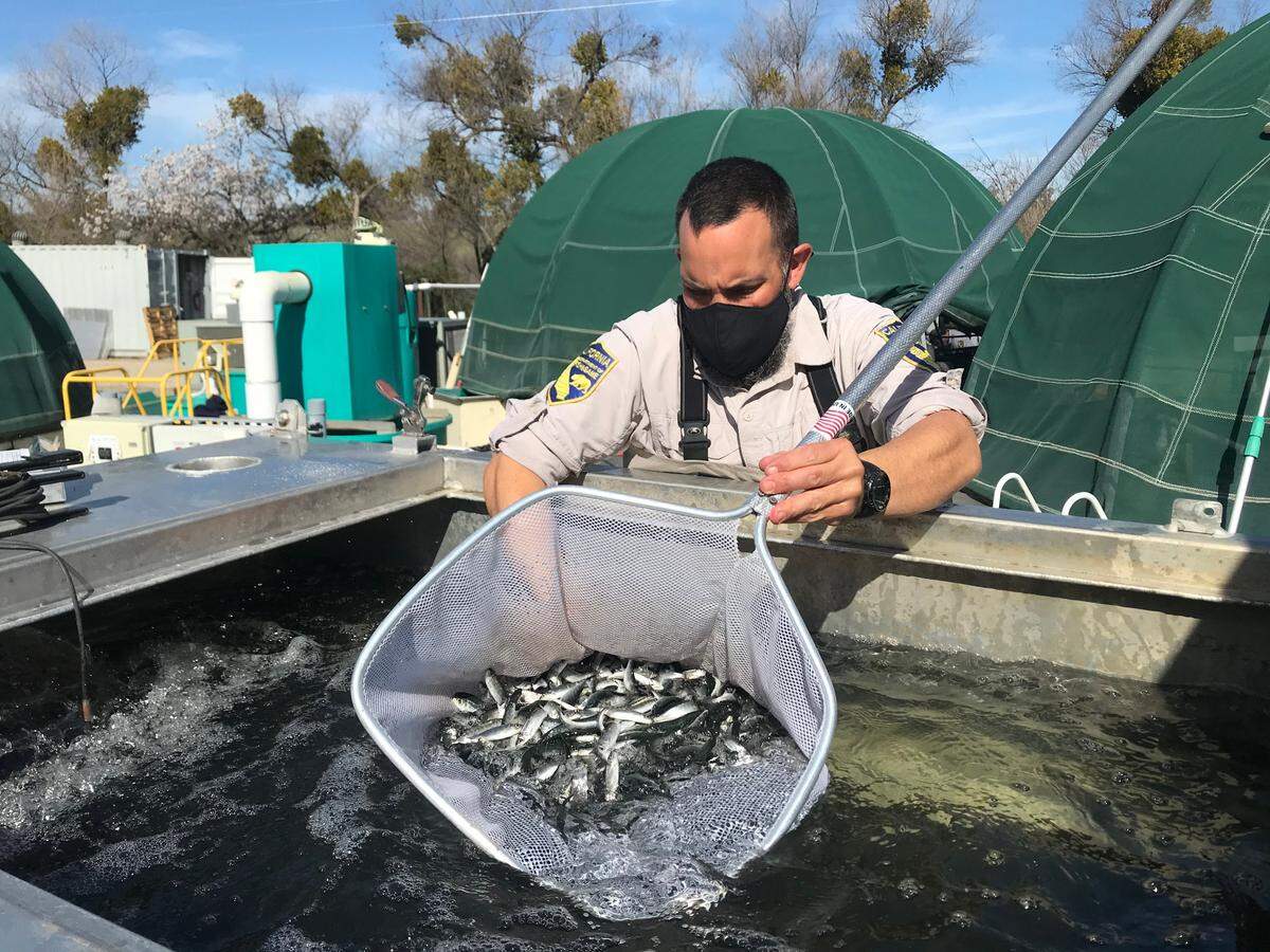 California Department of Fish and Wildlife environmental scientist Mike Grill transfers juvenile salmon into an oxygenated truck to prepare for release on the San Joaquin River March 2, 2021.