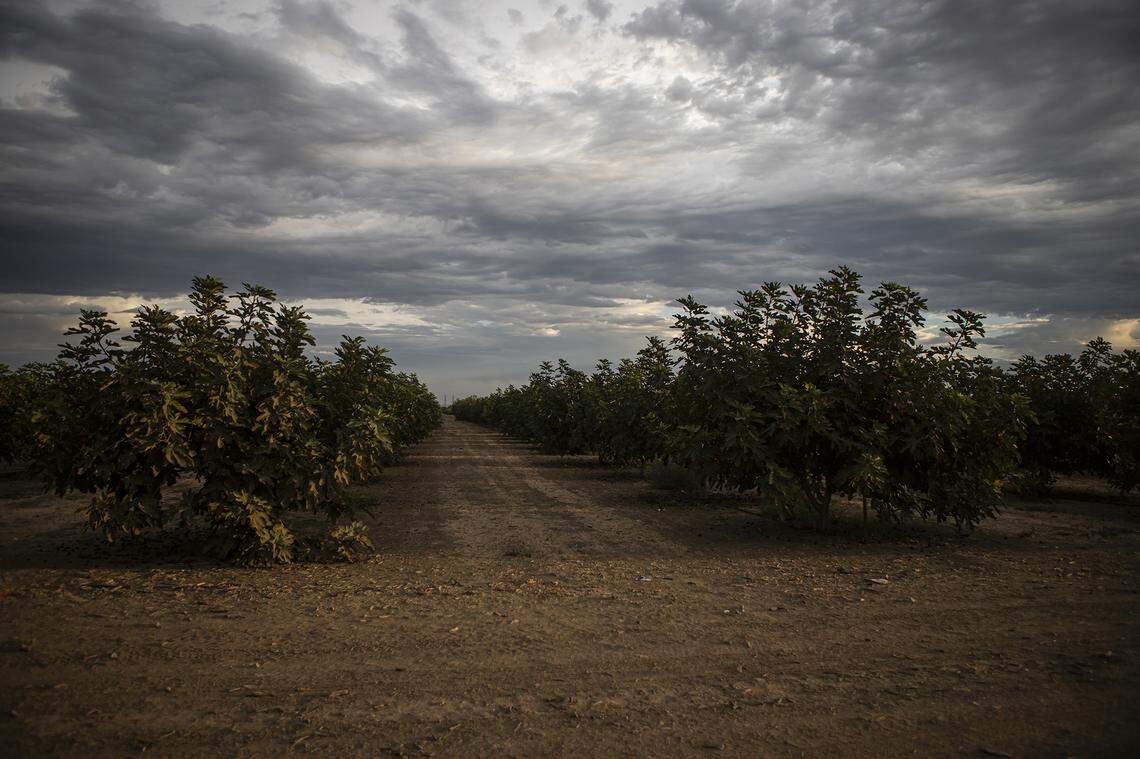 Rows of trees on an orchard outside of Firebaugh in Fresno County on Sept. 24, 2025. Photo by Larry Valenzuela, CalMatters/CatchLight Local
