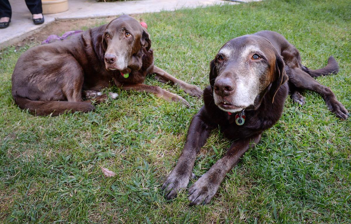 Starsky, left, and Hutch, are rescued Labrador retrievers thought to be brothers who have spent their lives together and estimated to be 10 years old or older. They were recently adopted by two retired animal-loving sisters.