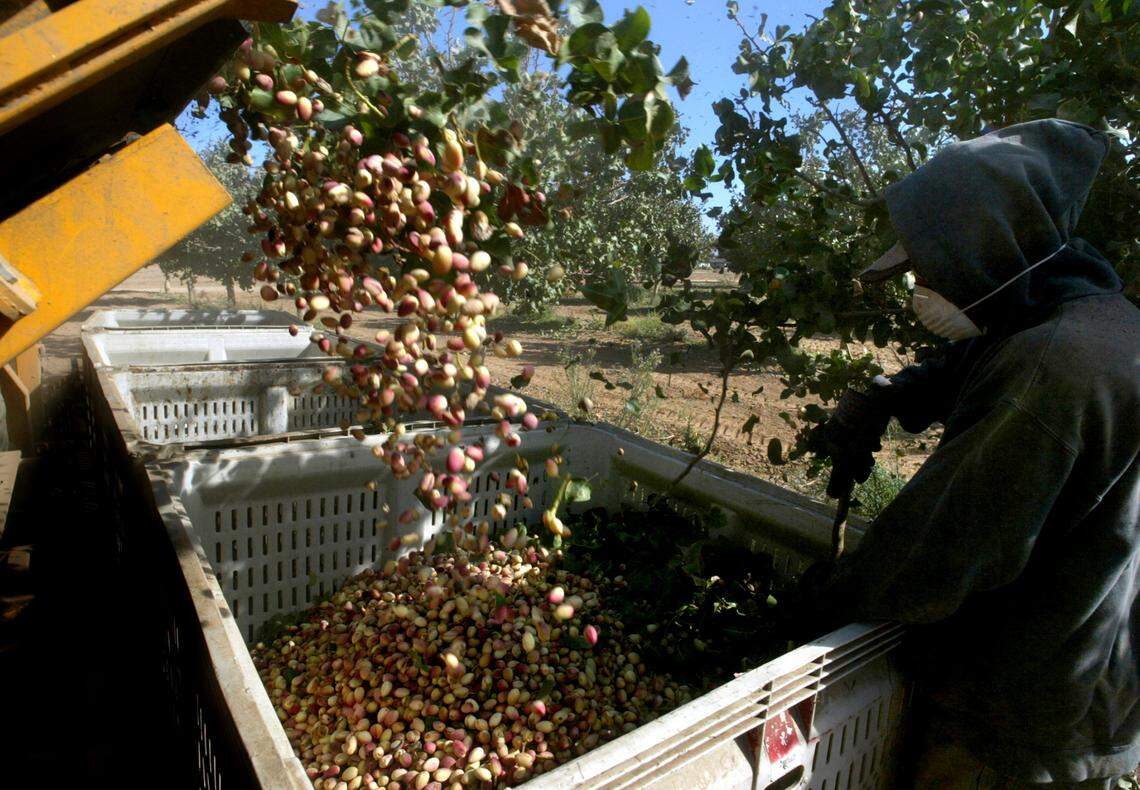 Pistachios tumble from a conveyor belt into a bin after being shaken from the trees during a harvest in Fresno, California.