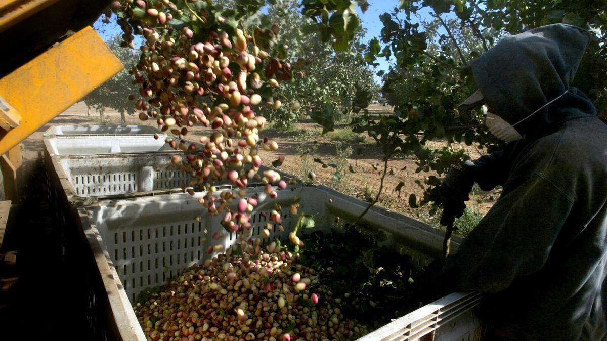 Pistachios tumble from a conveyor belt into a bin after being shaken from the trees during a harvest in Fresno, California.