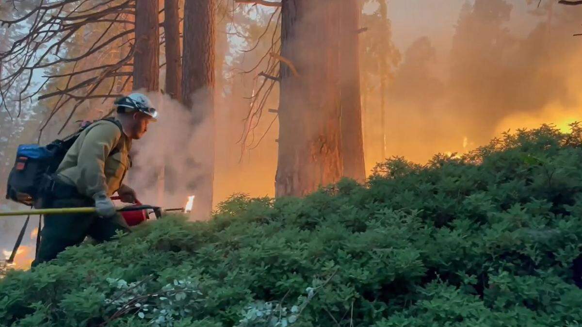 In an image from video, a firefighter uses a drip torch to light a backfire in the underbrush in an effort to gain containment of the Washburn Fire burning in Yosemite National Park.