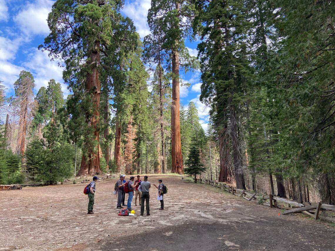 Giant sequioas tower above the Redwood Canyon trailhead parking lot in Kings Canyon National Park during an August 24, 2023 media tour. While most of the 2,370-acre grove burned at low- and medium-intensity during the 2021 KNP Complex Fire, hundreds of mature giant sequoias perished in the 23% that burned at high intensity.