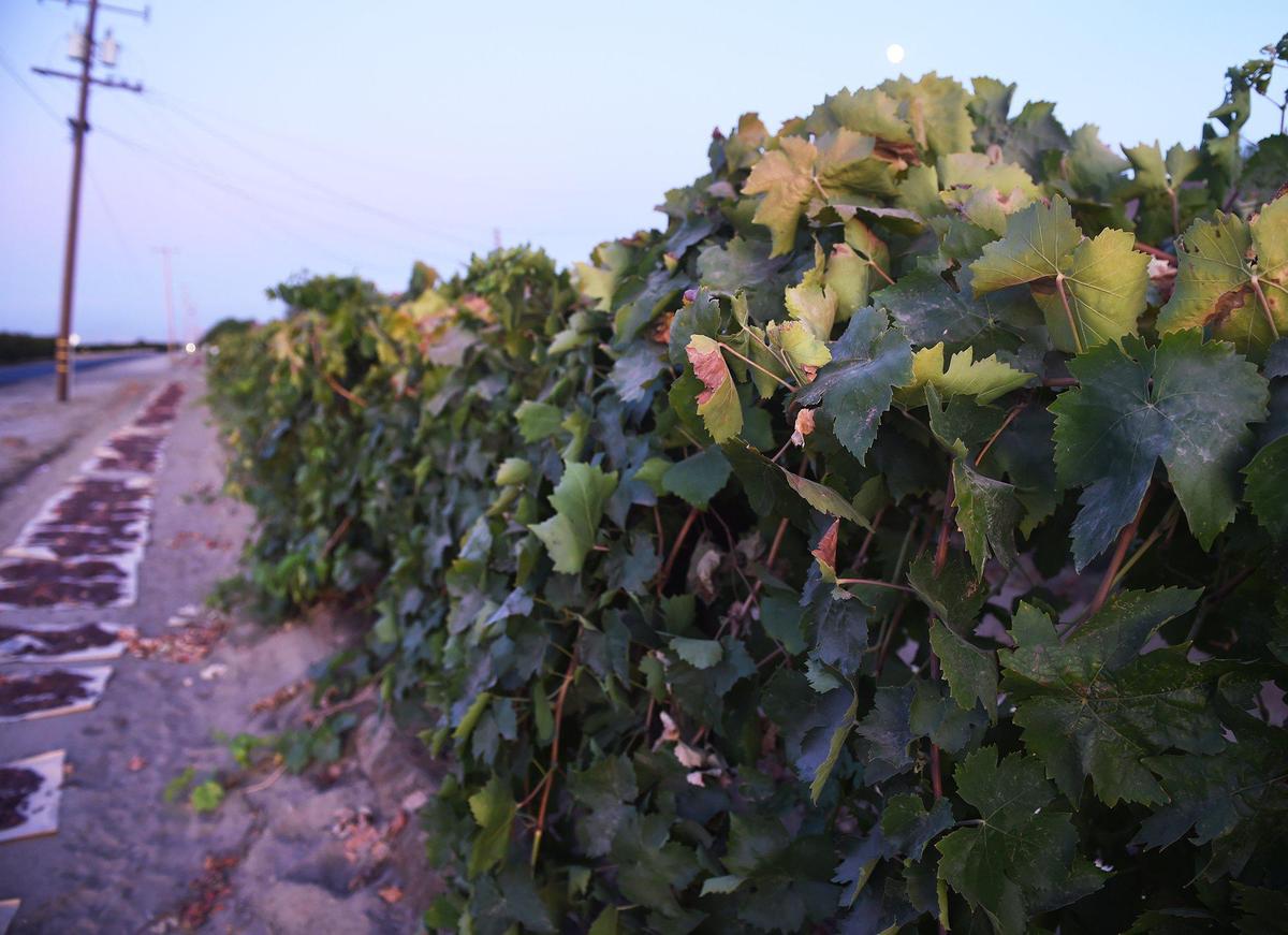 A vineyard along Avenue 408 at Road 56 near Dinuba, Tuesday, Sept. 10, 2019. Around 60 farm worklers were exposed to chemicals due to overspray as a peach orchard was sprayed across the road on June 18.