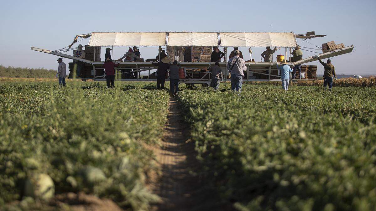 Farmworkers harvest melons behind a tractor on a melon farm outside of Firebaugh on Sept. 11, 2025. Photo by Larry Valenzuela, CalMatters/CatchLight Local