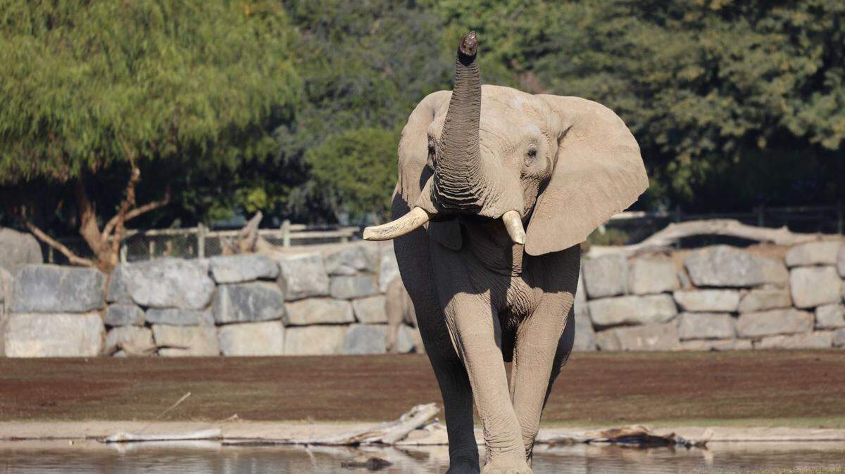 Fresno Chaffee Zoo welcomes Mabu, a new bull elephant, to its African Elephant herd.