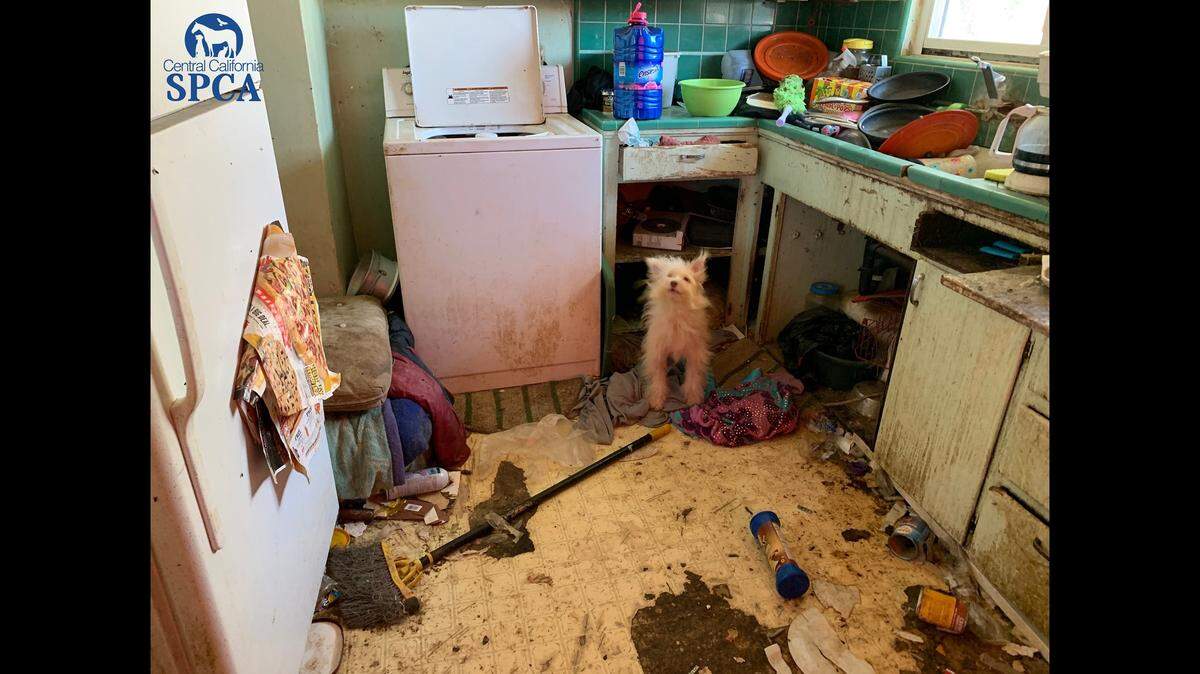 Fresno County Sheriff’s and the Central California SPCA rescued 40 dogs on Friday who were living in a home full of littered trash and animal feces.