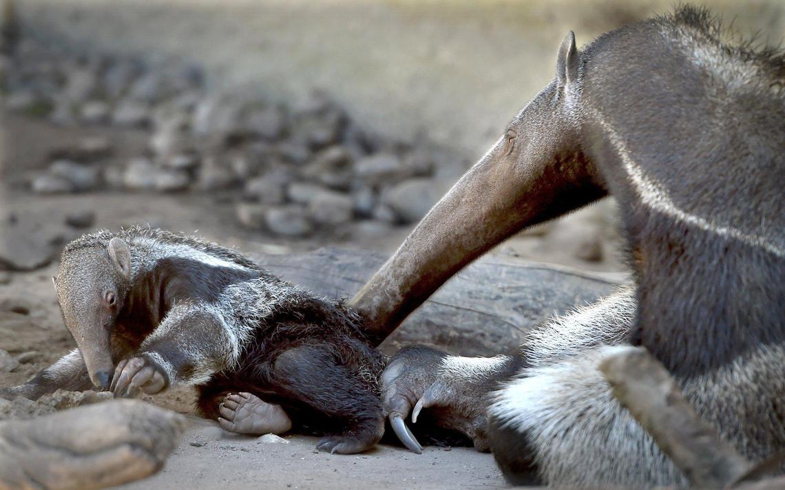 The Fresno&nbsp;Chaffee Zoo’s giant&nbsp;anteater&nbsp;Chive nuzzles her four-week old female pup named Aji, as they spend their second day, Wednesday March 23, 2022, out of their interior enclosure, taking advantage of the warm weather. Chive will carry Aji on her back for several months.