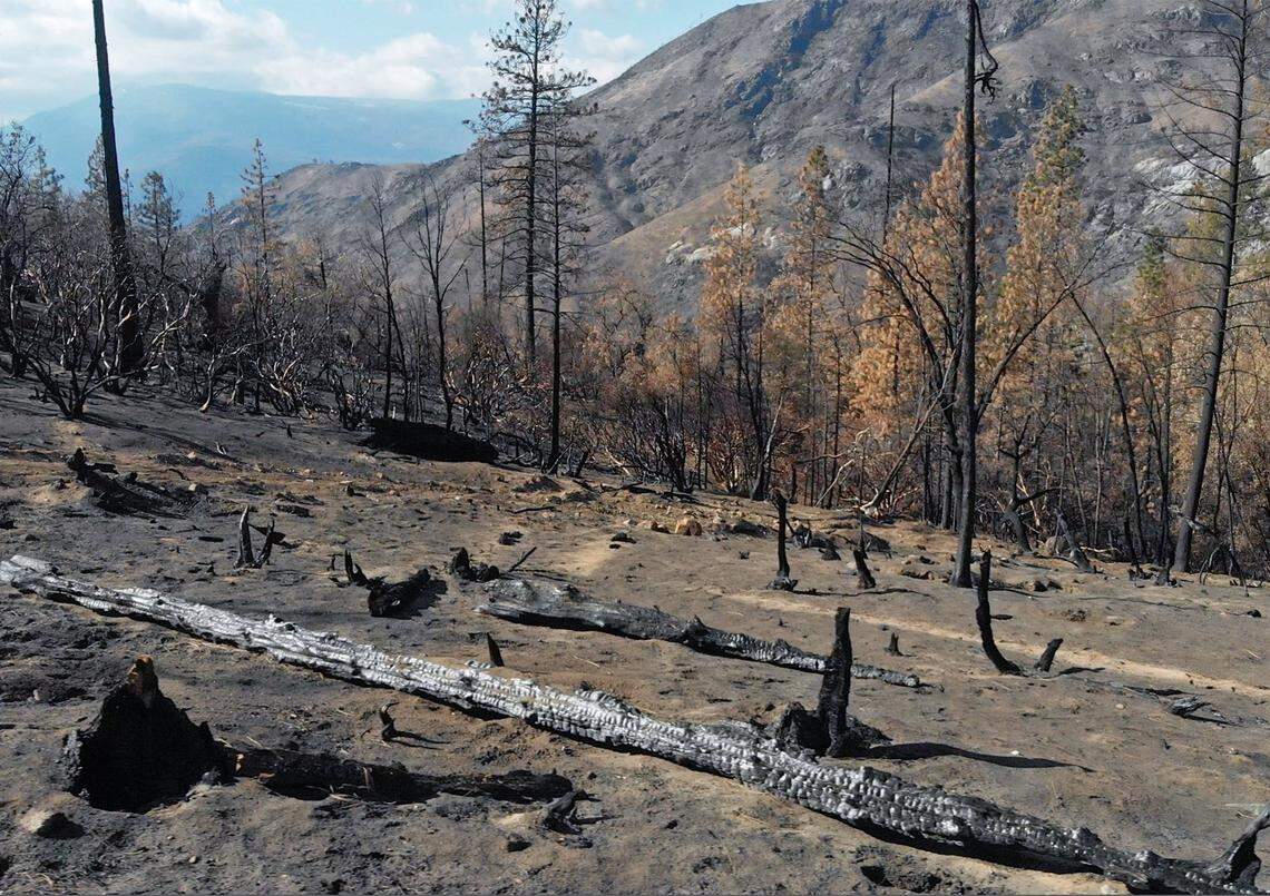 A charred hillside on Feb. 24, 2021 near the origin site of the Creek Fire near Camp Sierra.
