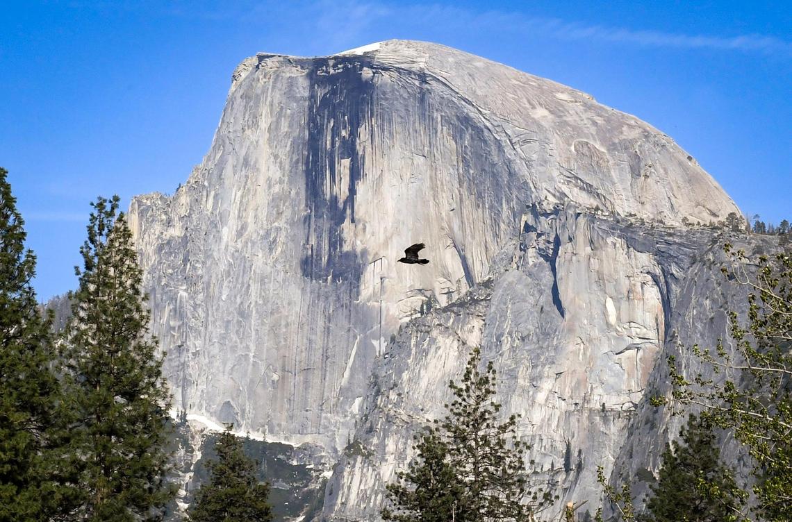 A raven flies in front of Yosemite National Park’s famous Half Dome on a spring day on Friday, April 23, 2021.