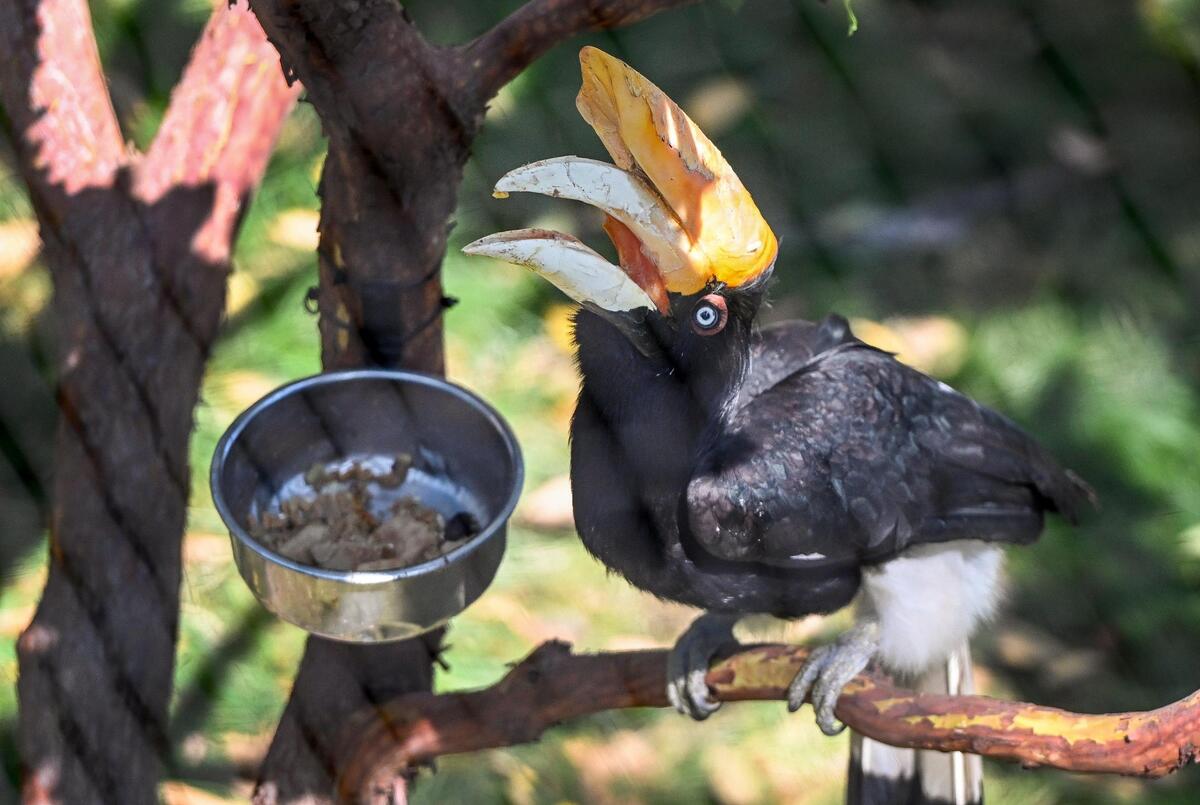 A rhinoceros hornbill has some lunch while enjoying its new exhibit inside the new Kingdoms of Asia section of the Fresno Chaffee Zoo that opened to the public on Saturday, June 3, 2023.