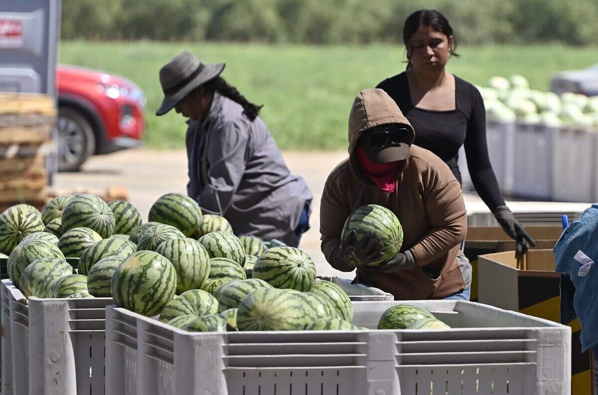 Workers sort watermelons at Allen Farms, which provides Dicky Don Watermelons, on Monday, June 15, 2026 near Sanger.