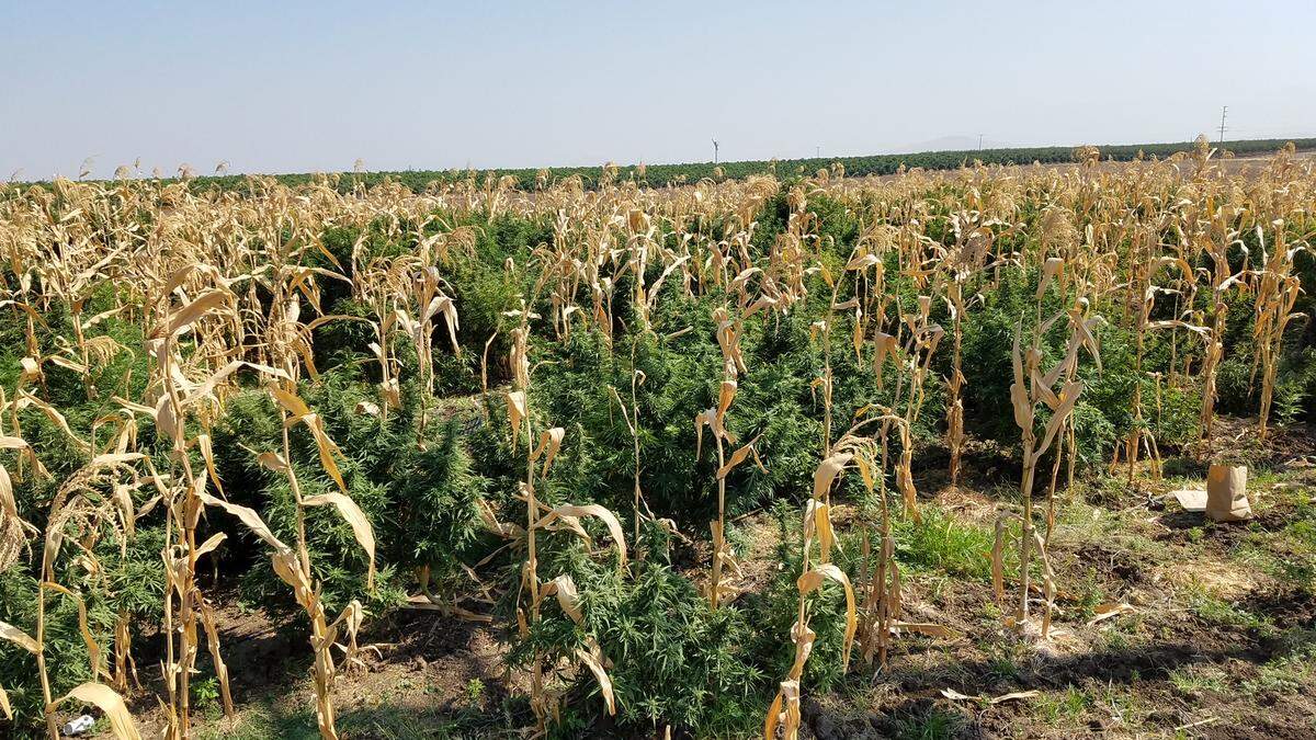 The Tulare County Sheriff’s Office says it destroyed 50,000 marijuana plants after deputies served a search warrant at a Terra Bella home on Tuesday, Aug. 28, 2018.